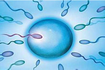 体外受精 IVF-ET